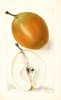 Pears, Magnolia (1909)