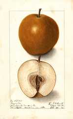 Pears, Magnolia (1906)