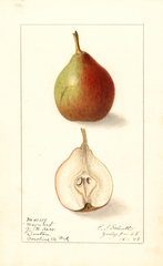 Pears, Maynard (1908)