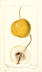 Pears, Mikado (1896)