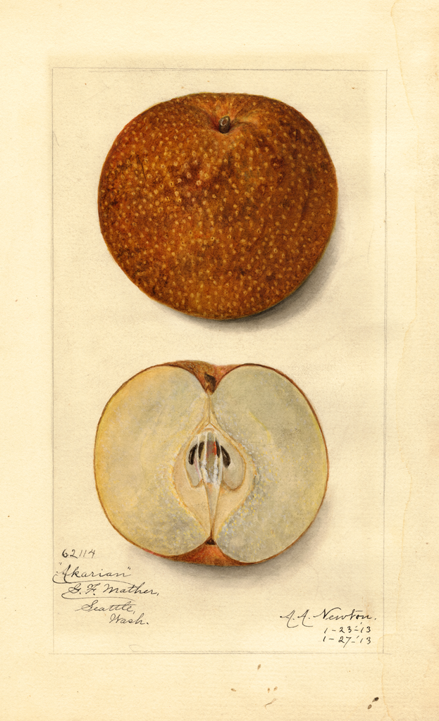 Asian Pear, Akarian (1913)