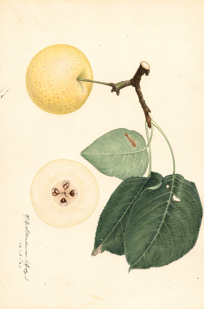 Pears (1921)