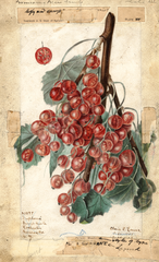 Gooseberries, Diploma (1909)