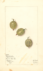 Gooseberries, Duplication (1912)