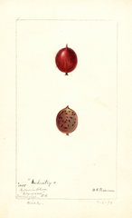 Gooseberries, Industry (1899)