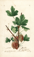 Gooseberries, Jewett (1894)