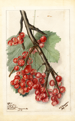 Gooseberries, Perfection (1903)