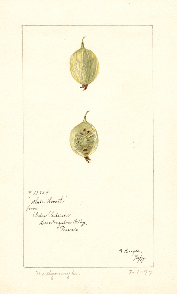 Gooseberries, White Smith (1897)
