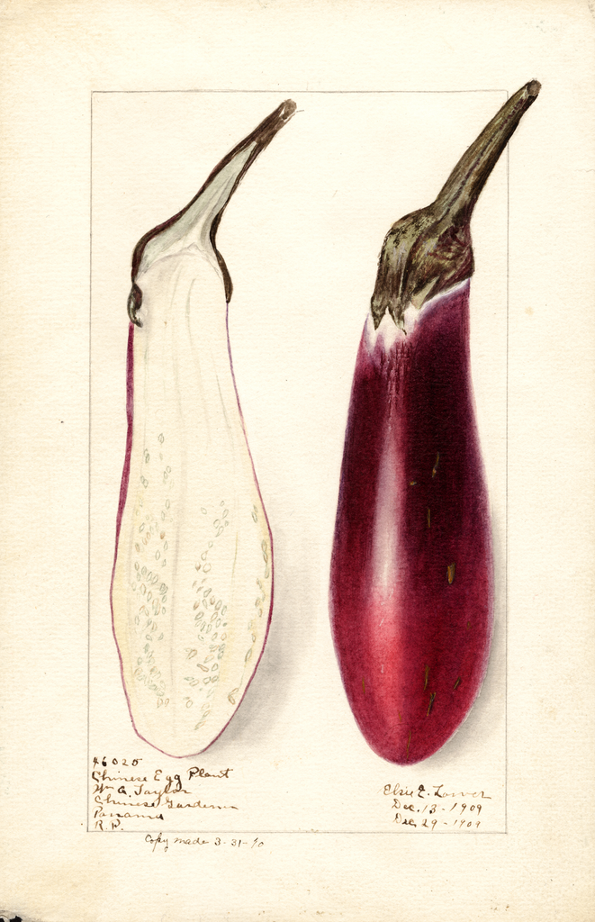 Eggplants, Chinese Eggplant (1909)