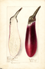 Eggplants, Chinese Eggplant (1909)