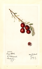American Cranberry, Early Black (1914)