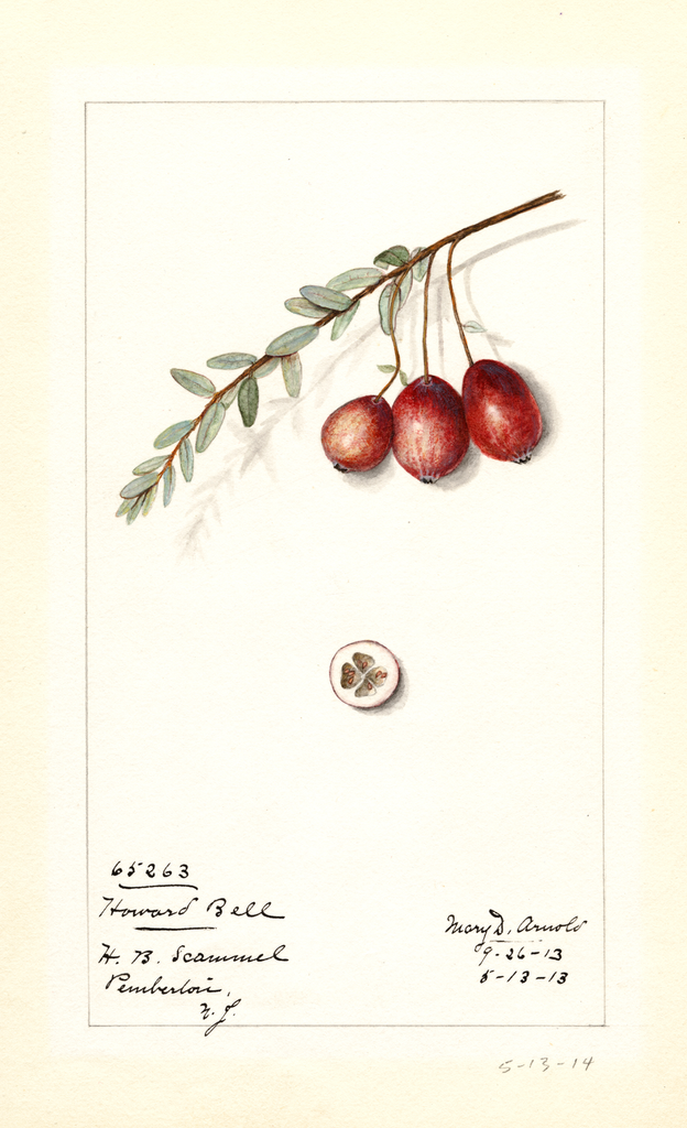 American Cranberry, Howard Bell (1914)