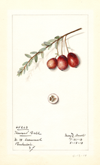 American Cranberry, Howard Bell (1914)