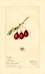 American Cranberry, Howes (1913)