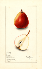 Pears, Wilder (1915)
