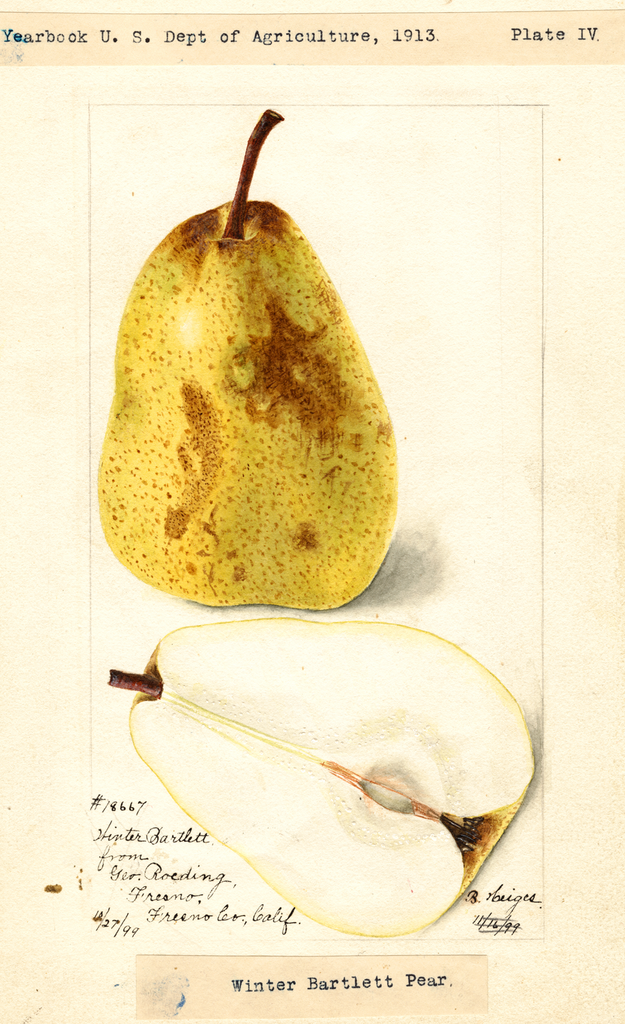 Pears, Winter Bartlett (1899)
