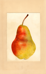 Pears, Willard (1936)