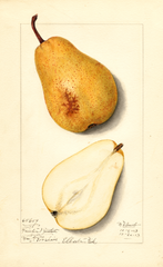 Pears, Winter Bartlett (1913)