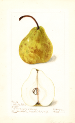 Pears, Winter Nelis (1899)