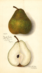 Pears, Winter Nelis (1913)