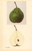 Pears, Winter Nelis (1932)