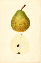 Pears, Winter Nelis (1935)