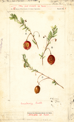 American Cranberry (1902)