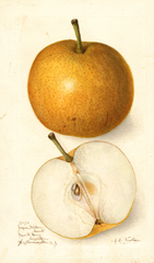 Pears, Japan Golden Russet (1906)