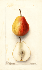 Pears, Moores Sugar (1896)