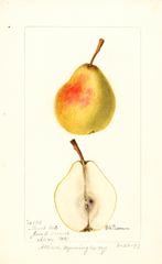 Pears, Moores No. 2 (1898)