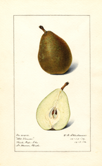 Pears, Mt. Vernon (1916)