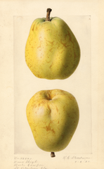 Pears, Nuns Thigh (1920)