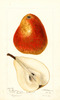 Pears, Ogerean (1896)