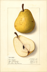 Pears, Onondaga (1913)