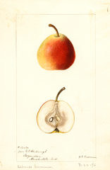 Pears, Osbands Summer (1896)