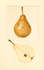 Pears, Ovid (1937)