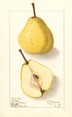 Pears, Wallis (1909)