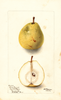 Pears, White Doyenne (1900)