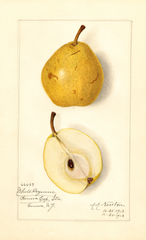 Pears, White Doyenne (1913)