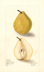 Pears, White Star (1909)
