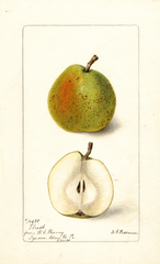Pears, Wiest (1898)