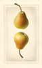 Pears, Worden Seckel (1922)