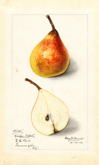 Pears, Worden Seckel (1915)