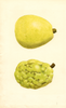 Pears, Anjou (1938)