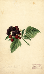 Black Raspberries, Johnstons Sweet (1891)
