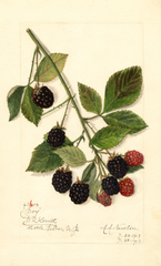 Blackberries, Joy (1913)