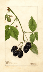Blackberries, Kittatinny (1904)