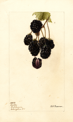 Blackberries, Lawton