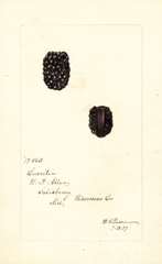 Blackberries, Lucretia (1899)