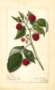 Red Raspberries, Marlboro (1913)